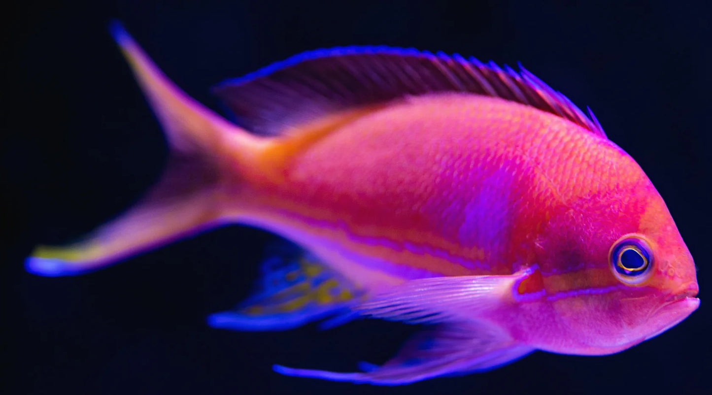 Pink Anthias Fish Capris