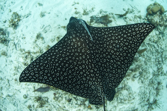 Spotted Eagle Stingray Yoga Shorts