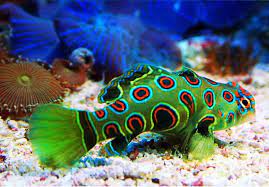Green Dragonfish Leggings