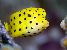 Yellow Boxfish Yoga Shorts